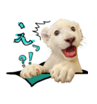 姫セン公式スタンプ White Lion ルイ（個別スタンプ：22）