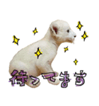 姫セン公式スタンプ White Lion ルイ（個別スタンプ：23）