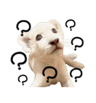 姫セン公式スタンプ White Lion ルイ（個別スタンプ：24）