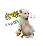 姫セン公式スタンプ White Lion ルイ（個別スタンプ：26）