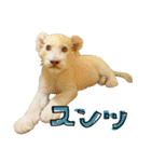 姫セン公式スタンプ White Lion ルイ（個別スタンプ：32）