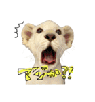 姫セン公式スタンプ White Lion ルイ（個別スタンプ：33）
