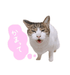 ビーグルのぎんじと仲間たち（個別スタンプ：8）