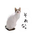 ビーグルのぎんじと仲間たち（個別スタンプ：13）