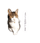 ビーグルのぎんじと仲間たち（個別スタンプ：16）