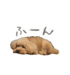 トイプードル オウジの日常2（個別スタンプ：4）