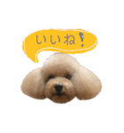 トイプードル オウジの日常2（個別スタンプ：5）