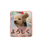 トイプードル オウジの日常2（個別スタンプ：9）