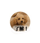 トイプードル オウジの日常2（個別スタンプ：10）