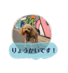 トイプードル オウジの日常2（個別スタンプ：11）