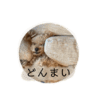 トイプードル オウジの日常2（個別スタンプ：28）