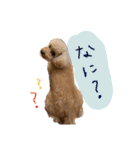 トイプードル オウジの日常2（個別スタンプ：29）