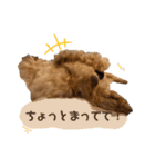 トイプードル オウジの日常2（個別スタンプ：30）