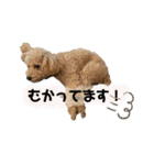トイプードル オウジの日常2（個別スタンプ：31）