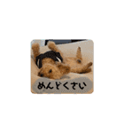 トイプードル オウジの日常2（個別スタンプ：34）