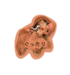 トイプードル オウジの日常2（個別スタンプ：39）