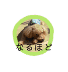 トイプードル オウジの日常2（個別スタンプ：40）