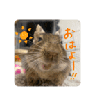 デグーのぐーちゃんです第2弾（個別スタンプ：1）