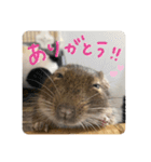 デグーのぐーちゃんです第2弾（個別スタンプ：2）