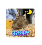 デグーのぐーちゃんです第2弾（個別スタンプ：3）