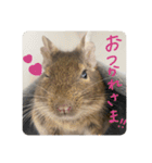 デグーのぐーちゃんです第2弾（個別スタンプ：4）