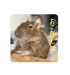 デグーのぐーちゃんです第2弾（個別スタンプ：8）
