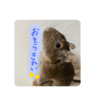 デグーのぐーちゃんです第2弾（個別スタンプ：9）