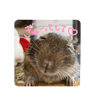 デグーのぐーちゃんです第2弾（個別スタンプ：11）
