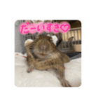デグーのぐーちゃんです第2弾（個別スタンプ：12）