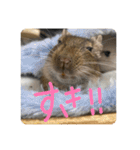 デグーのぐーちゃんです第2弾（個別スタンプ：13）