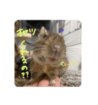 デグーのぐーちゃんです第2弾（個別スタンプ：14）