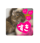 デグーのぐーちゃんです第2弾（個別スタンプ：18）
