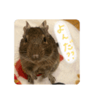 デグーのぐーちゃんです第2弾（個別スタンプ：19）