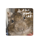 デグーのぐーちゃんです第2弾（個別スタンプ：21）