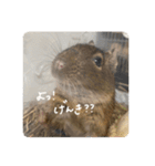 デグーのぐーちゃんです第2弾（個別スタンプ：23）