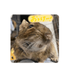 デグーのぐーちゃんです第2弾（個別スタンプ：24）