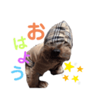 ちーず先生（個別スタンプ：1）