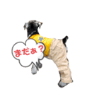 小ちゃいカールみぃ〜つけた！（個別スタンプ：9）