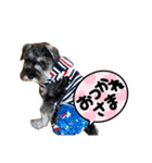 小ちゃいカールみぃ〜つけた！（個別スタンプ：11）