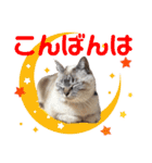 保護猫マロン好日スタンプ10（個別スタンプ：1）
