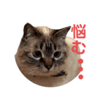 保護猫マロン好日スタンプ10（個別スタンプ：2）