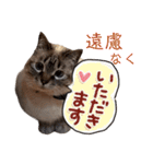 保護猫マロン好日スタンプ10（個別スタンプ：3）