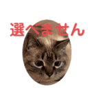 保護猫マロン好日スタンプ10（個別スタンプ：5）