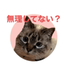 保護猫マロン好日スタンプ10（個別スタンプ：7）