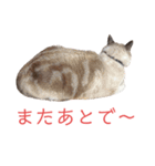 保護猫マロン好日スタンプ10（個別スタンプ：8）