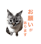 保護猫マロン好日スタンプ10（個別スタンプ：9）
