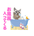 保護猫マロン好日スタンプ10（個別スタンプ：10）