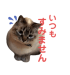 保護猫マロン好日スタンプ10（個別スタンプ：11）