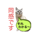 保護猫マロン好日スタンプ10（個別スタンプ：12）