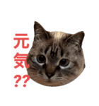 保護猫マロン好日スタンプ10（個別スタンプ：13）